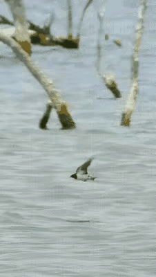 我见过无数次的鸟捕鱼，而鱼捕鸟还是头次见，大神气了！