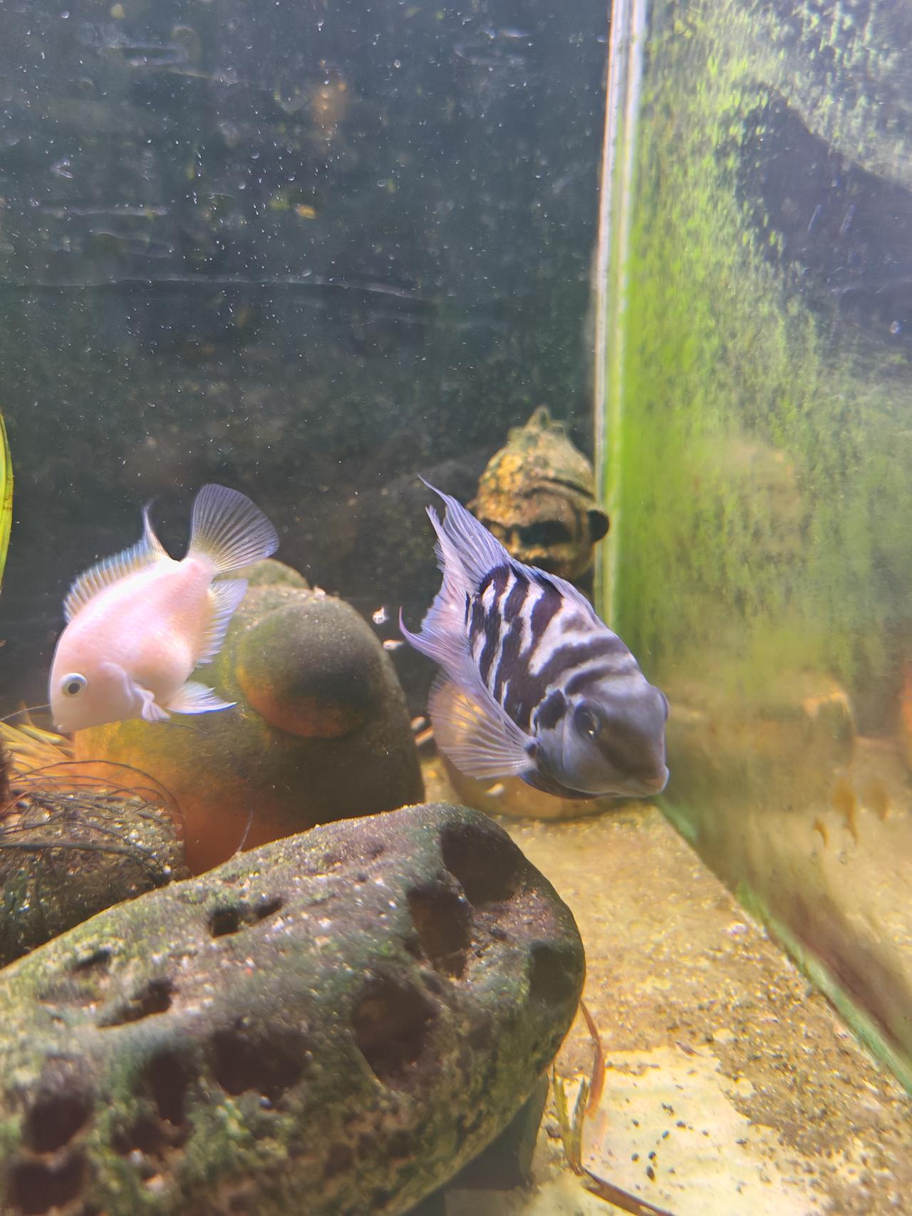 迷你鹦鹉鱼的世界，真是大爱满满，不管是鱼爸爸、鱼妈妈对于孩子的保护都是满级的。