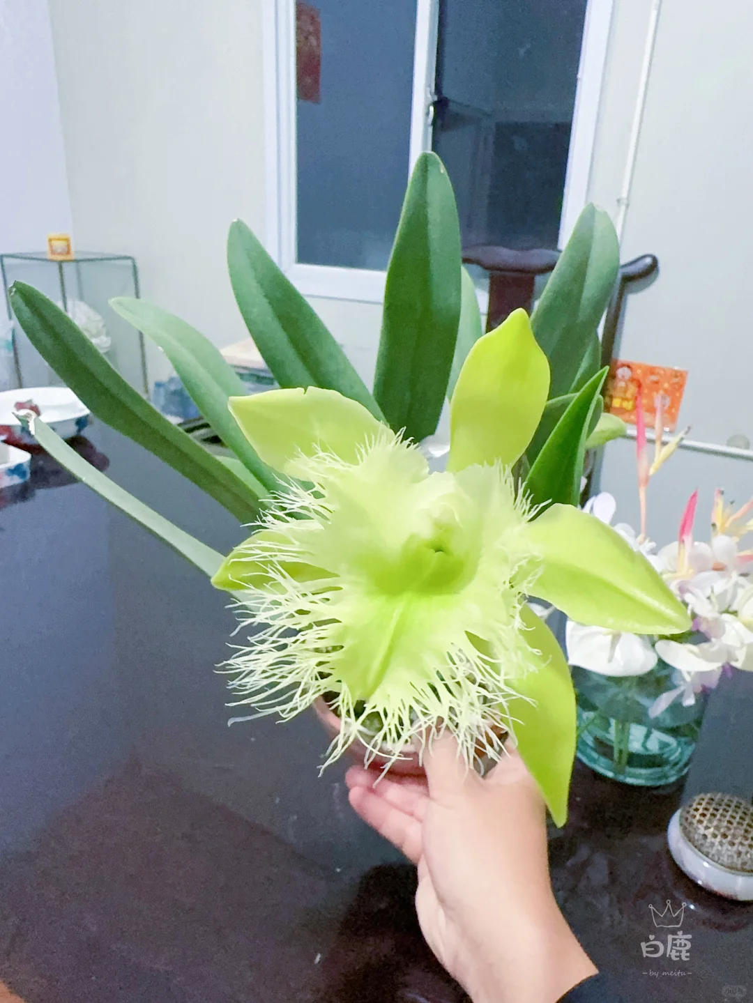 可爱的绿毛猪