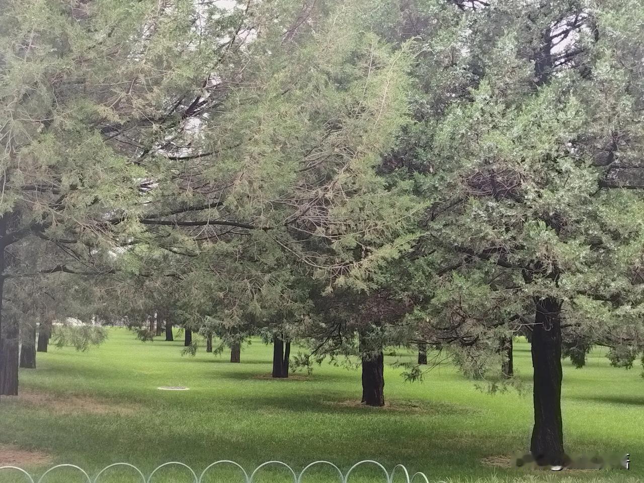 这树栽的咋看咋成行，绿树浓荫，空气清新，中国最美十大古树也在这儿。夏天，带瓶水，