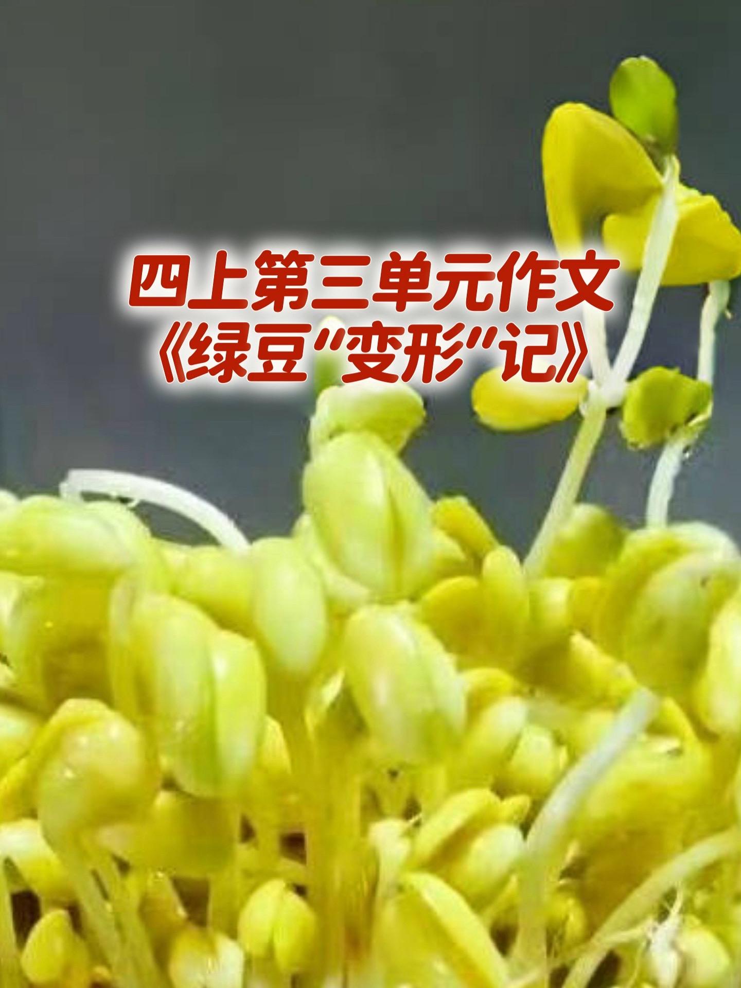 《绿豆“变形”记》 优秀范文。宝妈们，小学四年级上册第三单元作文《绿豆...