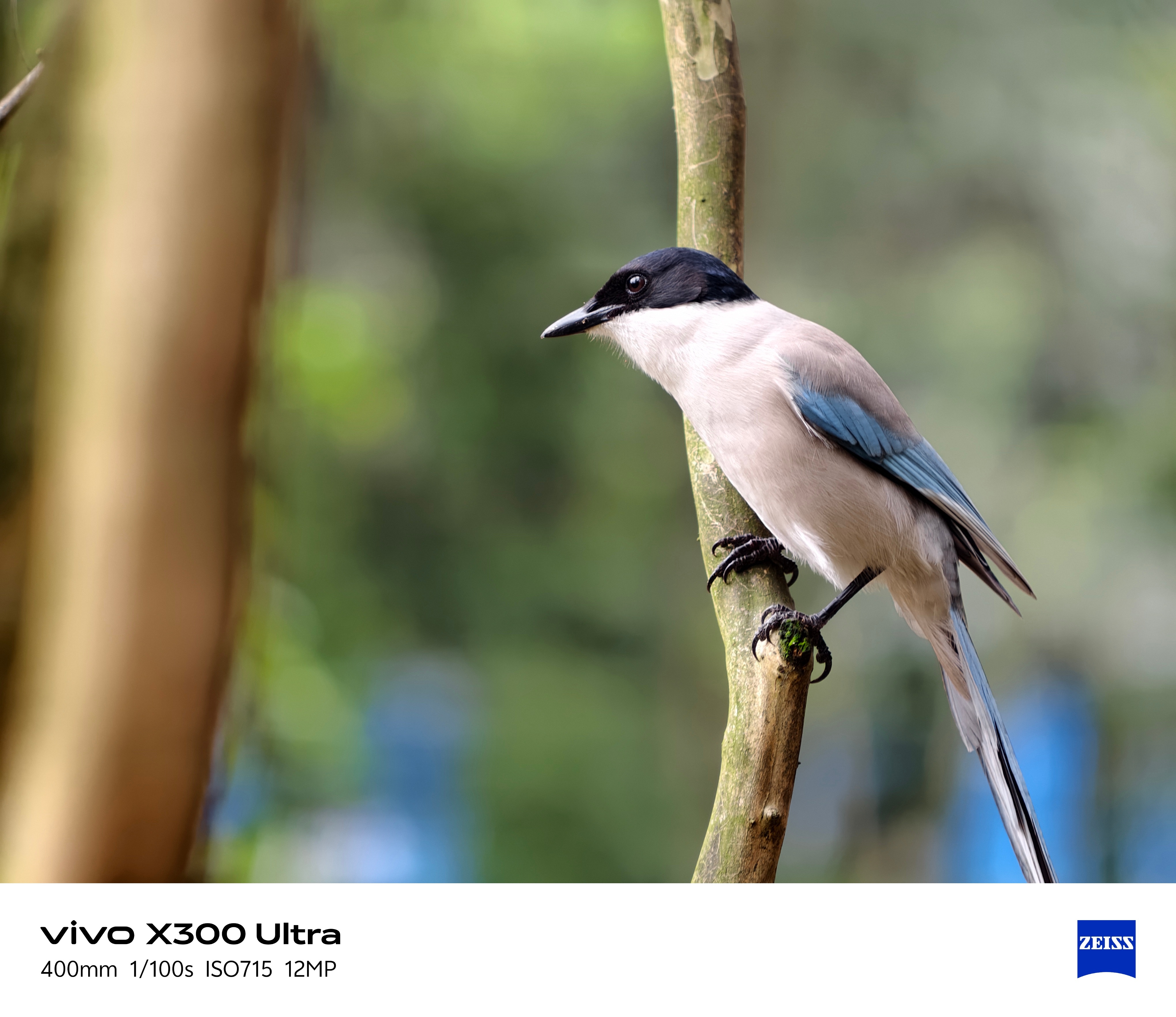 X300Ultra的增距镜相当离谱，超长焦直接手持打鸟，来来看看实拍效果，400