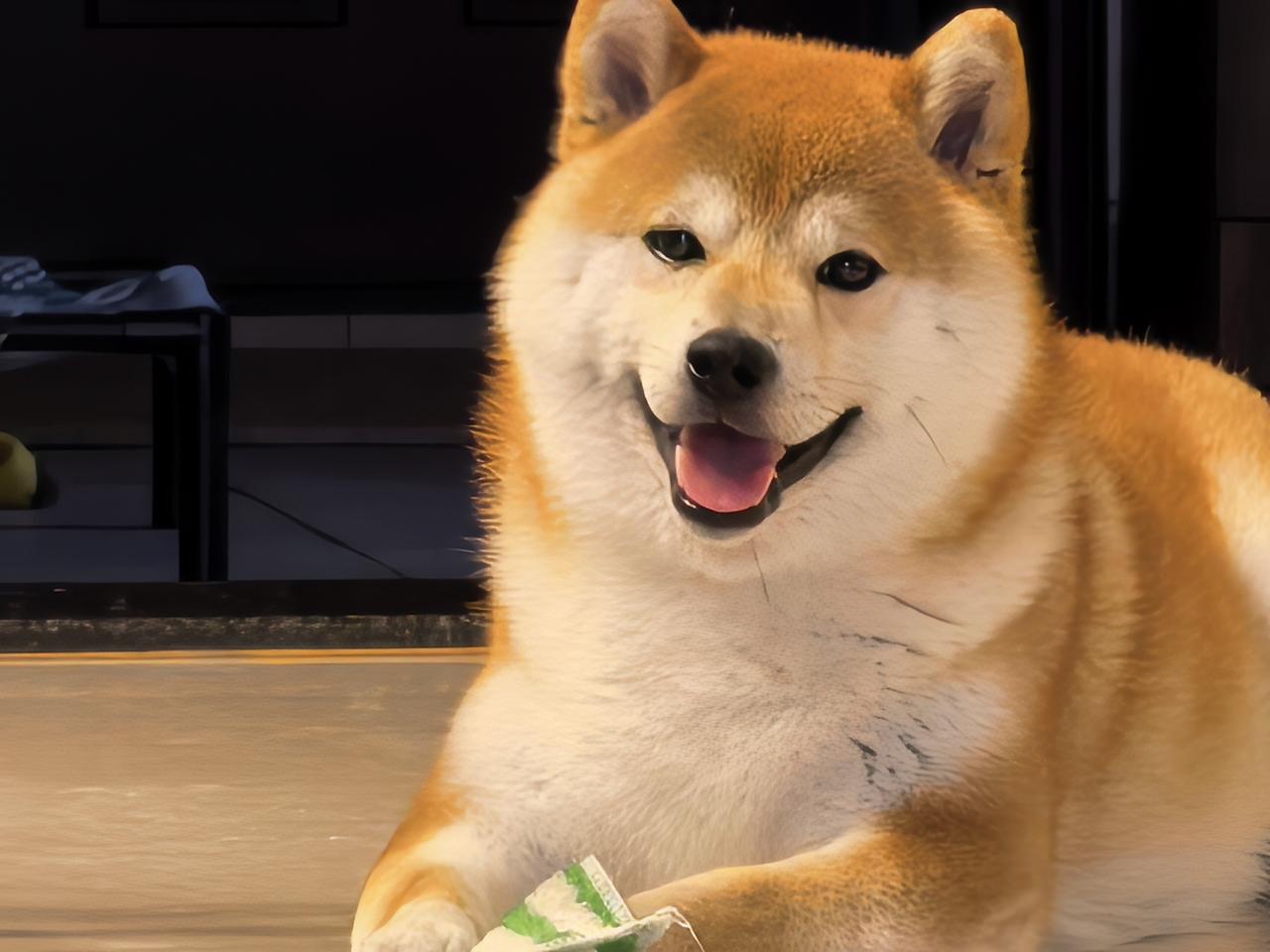 这是我家的胖子！偷拍的，正主没养好，把它养的胖胖的。