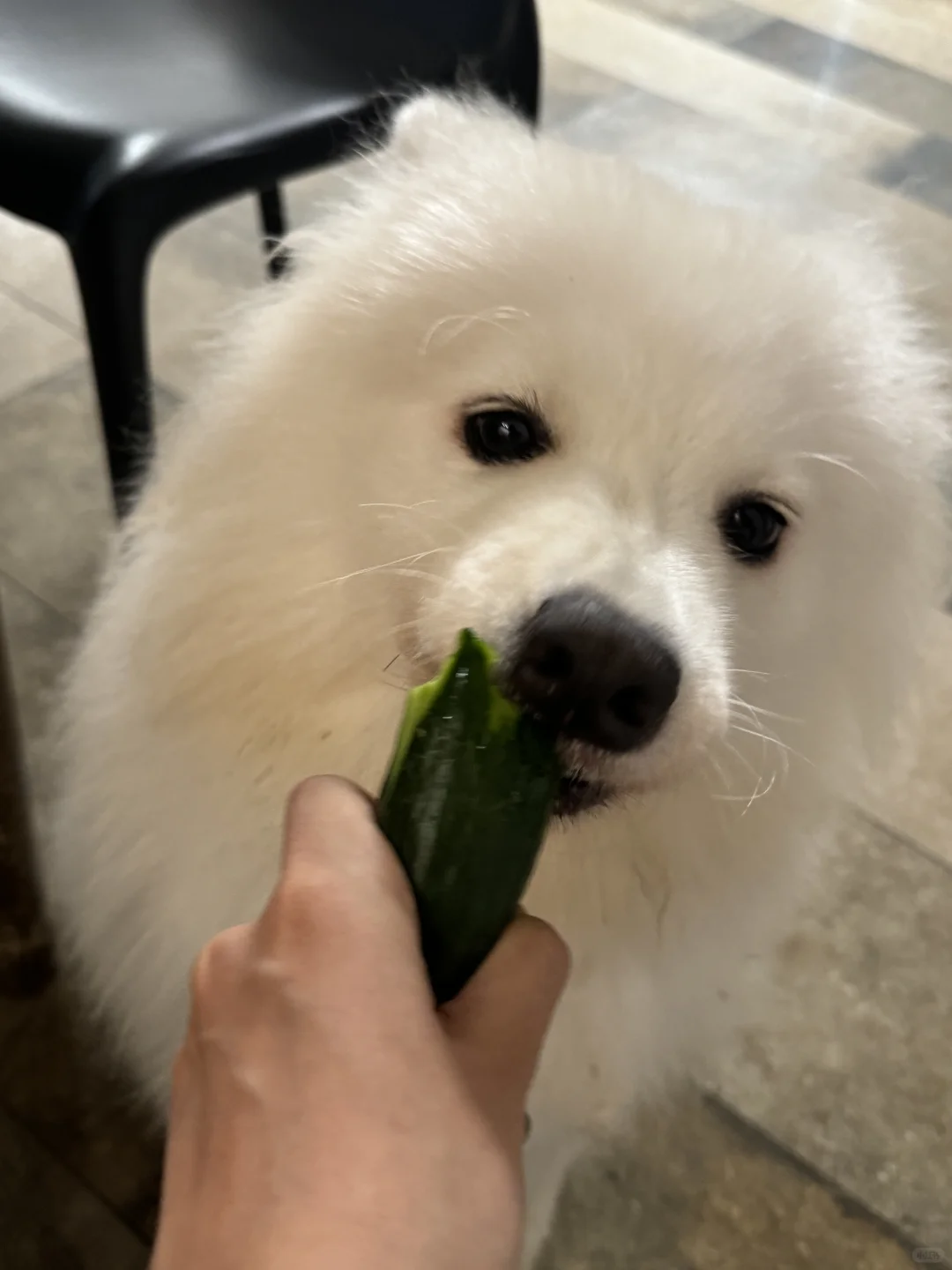吃点tree tree小黄瓜🥒