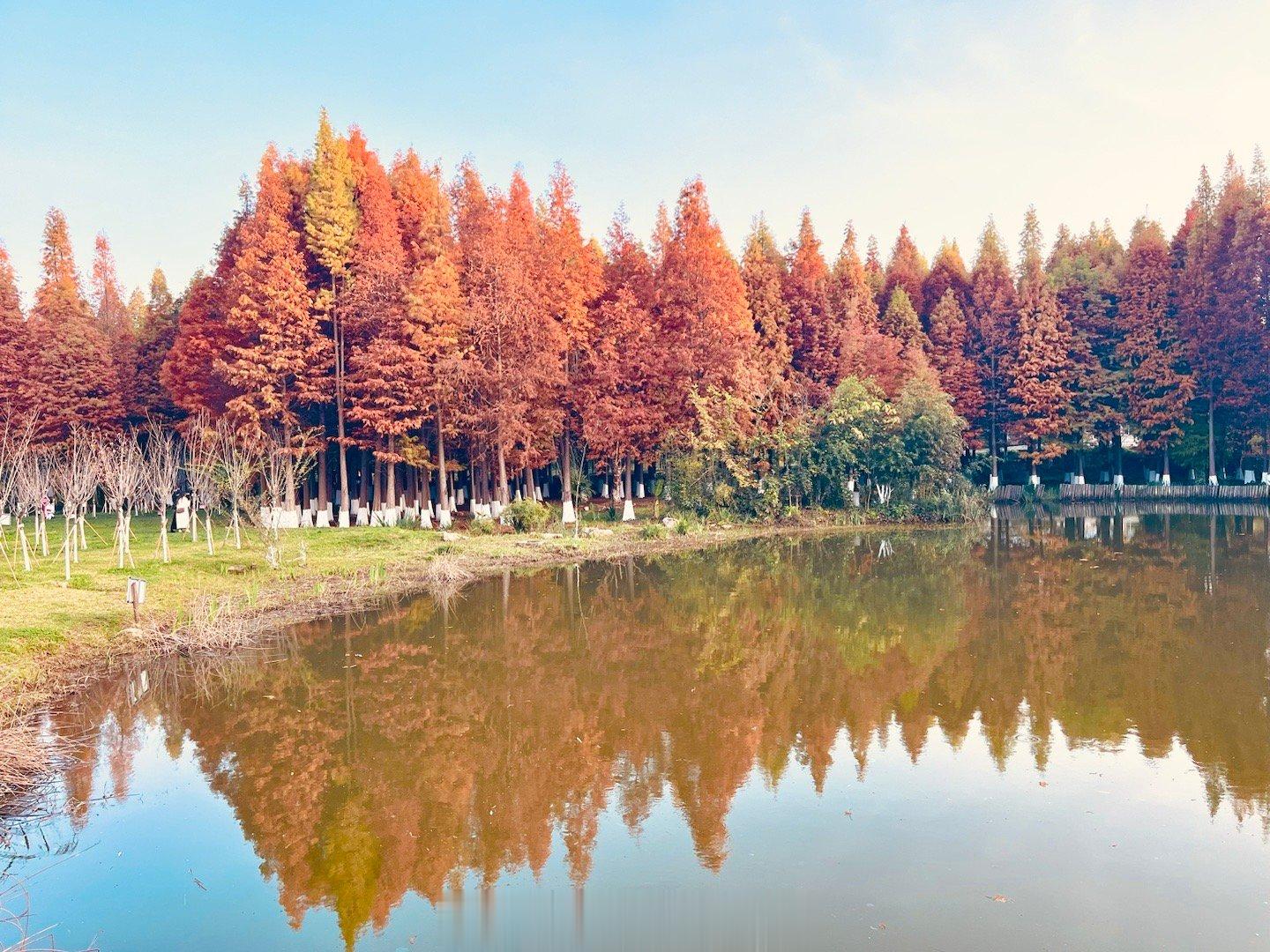 今天周六，天气不错哟，滇池海洪湿地看水杉去，蓝天白云下水杉颜色正好，波光倒影很清