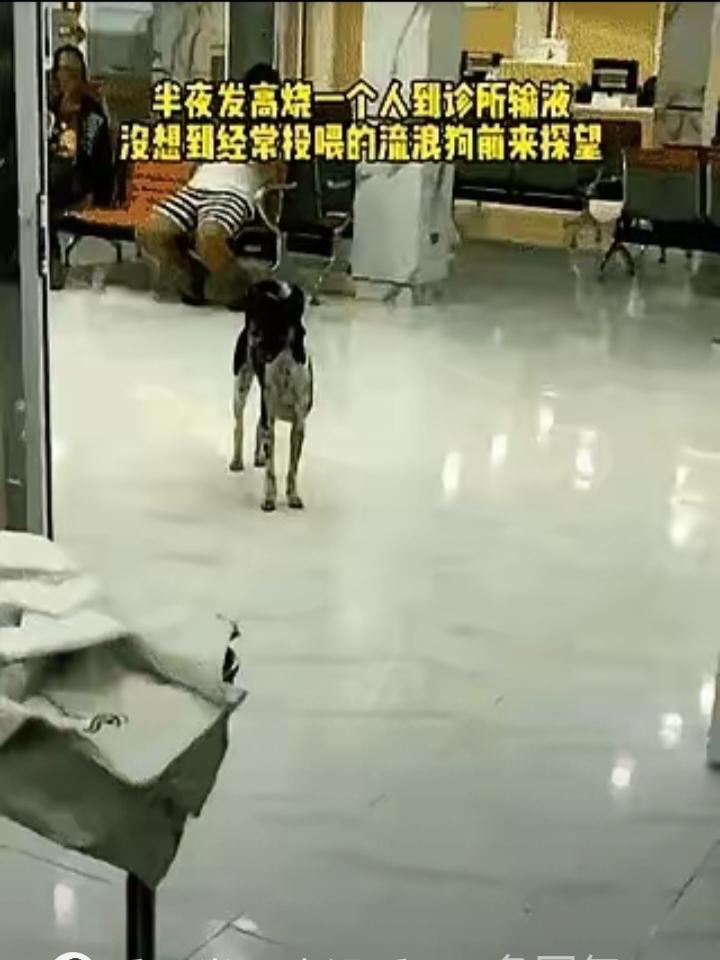 高烧到半夜，一个人在诊所挂水，正昏昏沉沉呢，突然听见有人喊：谁家的狗啊?跑进来了