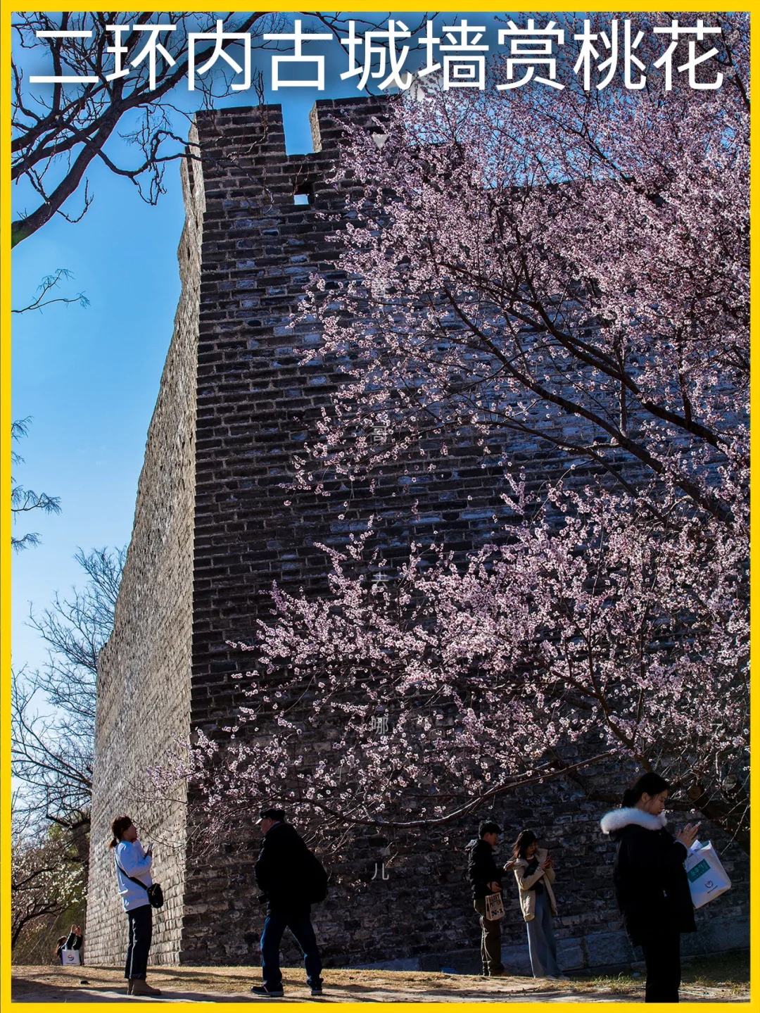 3.19探花 | 明城墙遗址桃花及梅花花讯！