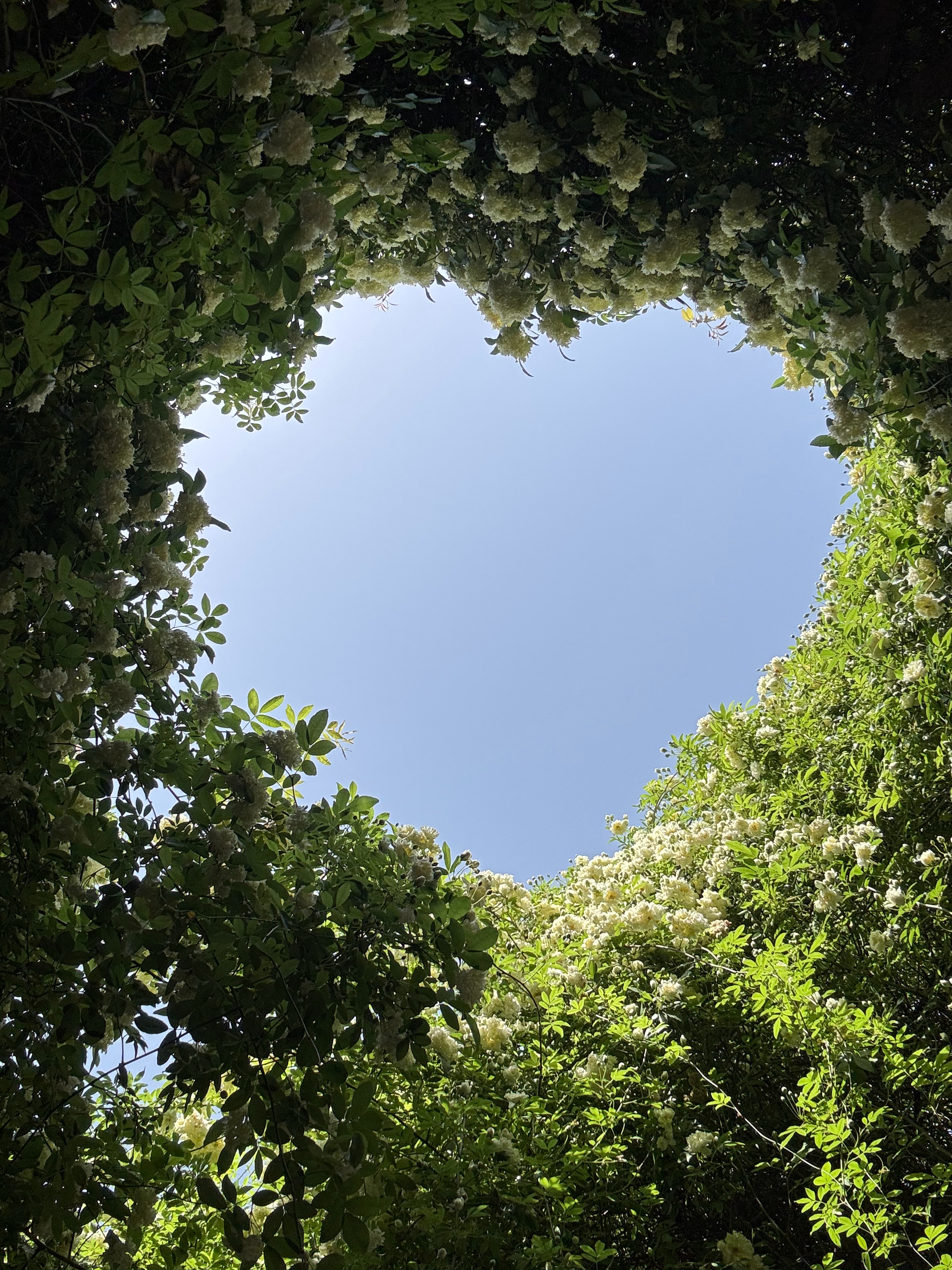 网红地打卡，爱心木香花瀑布