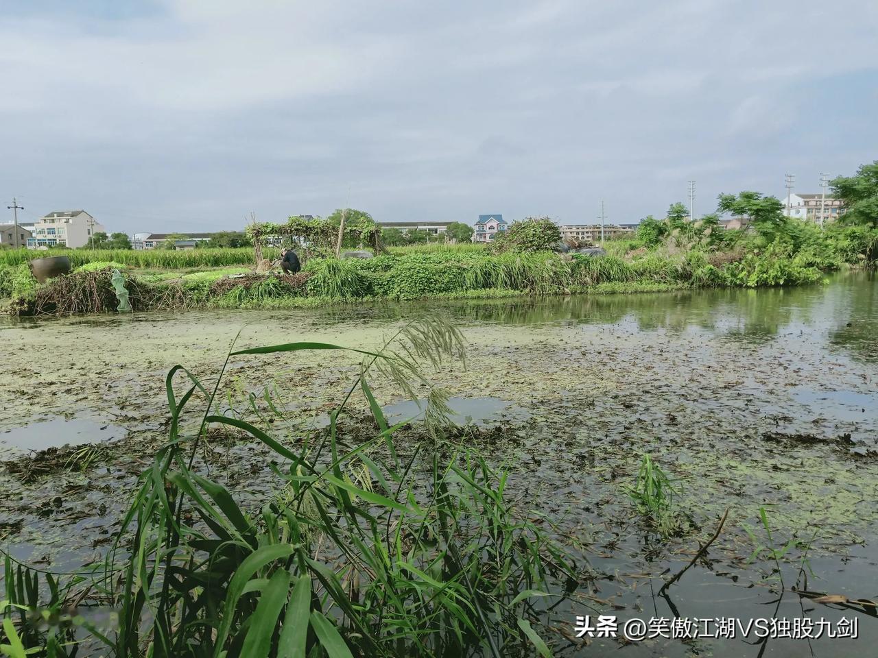 钓鱼，环境优美，今天上了大板鲫。
炒股也一样，大多时候是小鱼，总有一次是大板鲫，