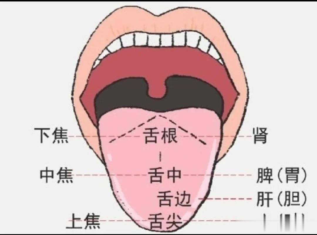 当年跟老中医学习，他一看舌头就知道患者性格特征，而且非常准。特别是有一种舌头，舌