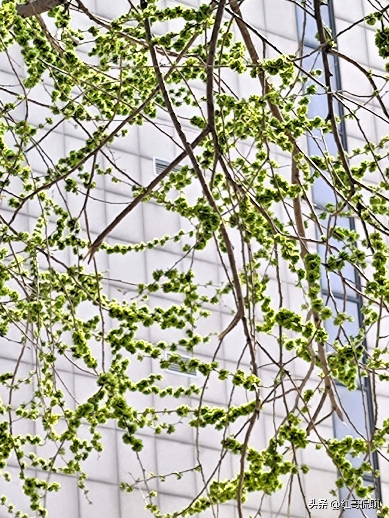 榆钱已是满春枝