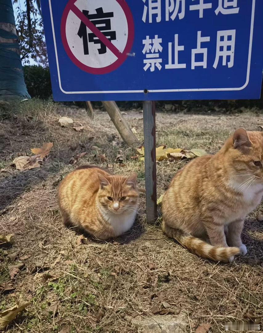 可是小猫不ins字儿 