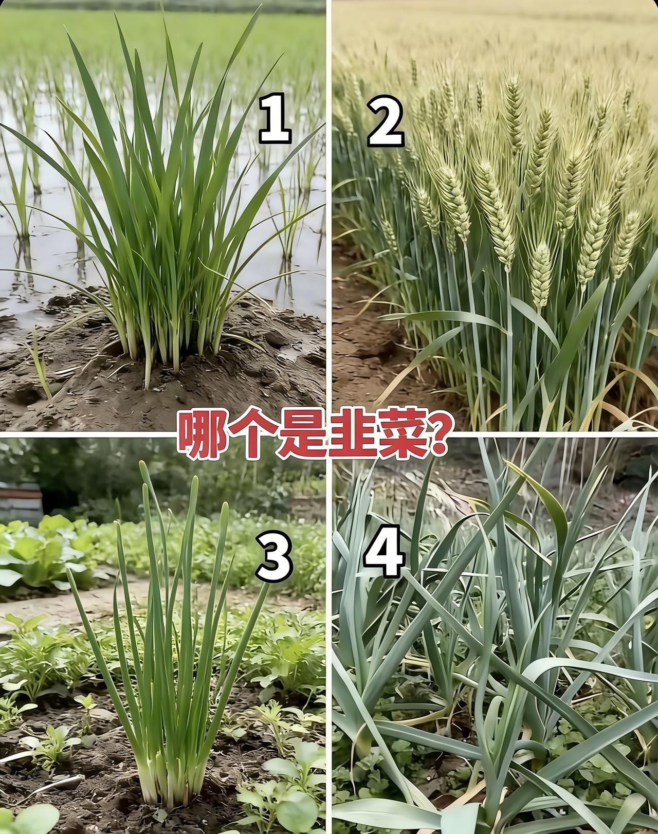 哪个是韭菜？