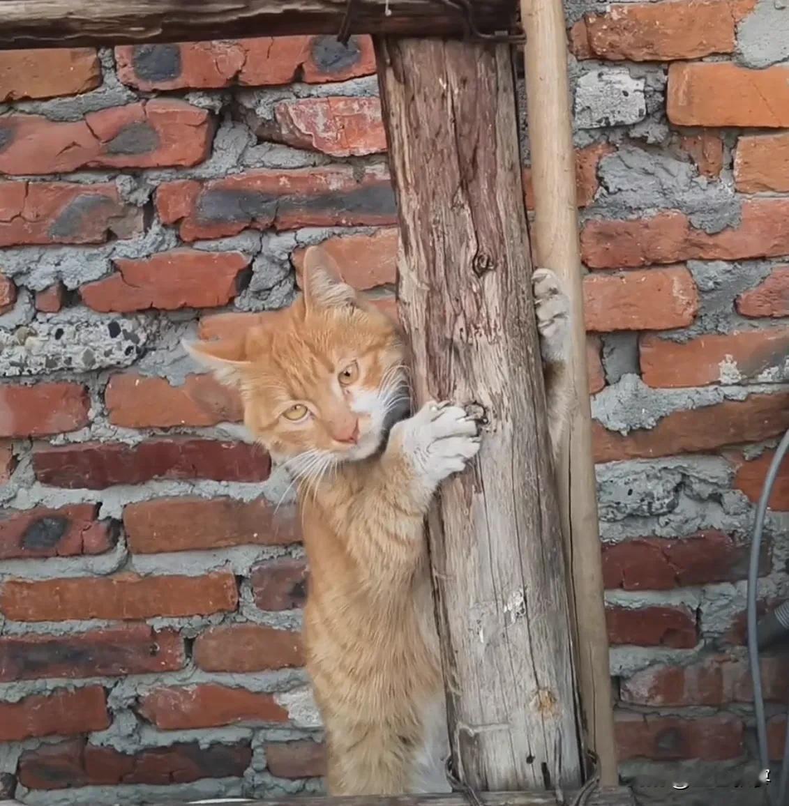 老母亲养的两只猫，是不是很可爱。

没有猫粮，也没有特别的猫窝，更没有宠物玩具给