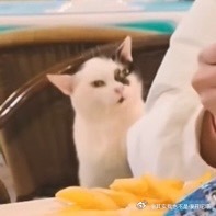 49404【丑猫】好幽默的一只歪果小喵 