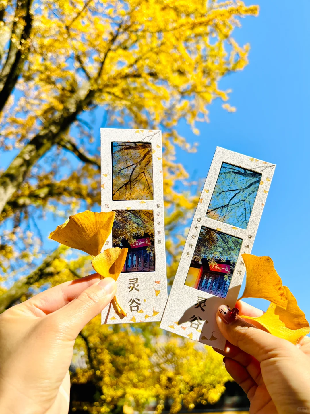 灵谷寺0️⃣元胶片领到啦！！附攻略！！