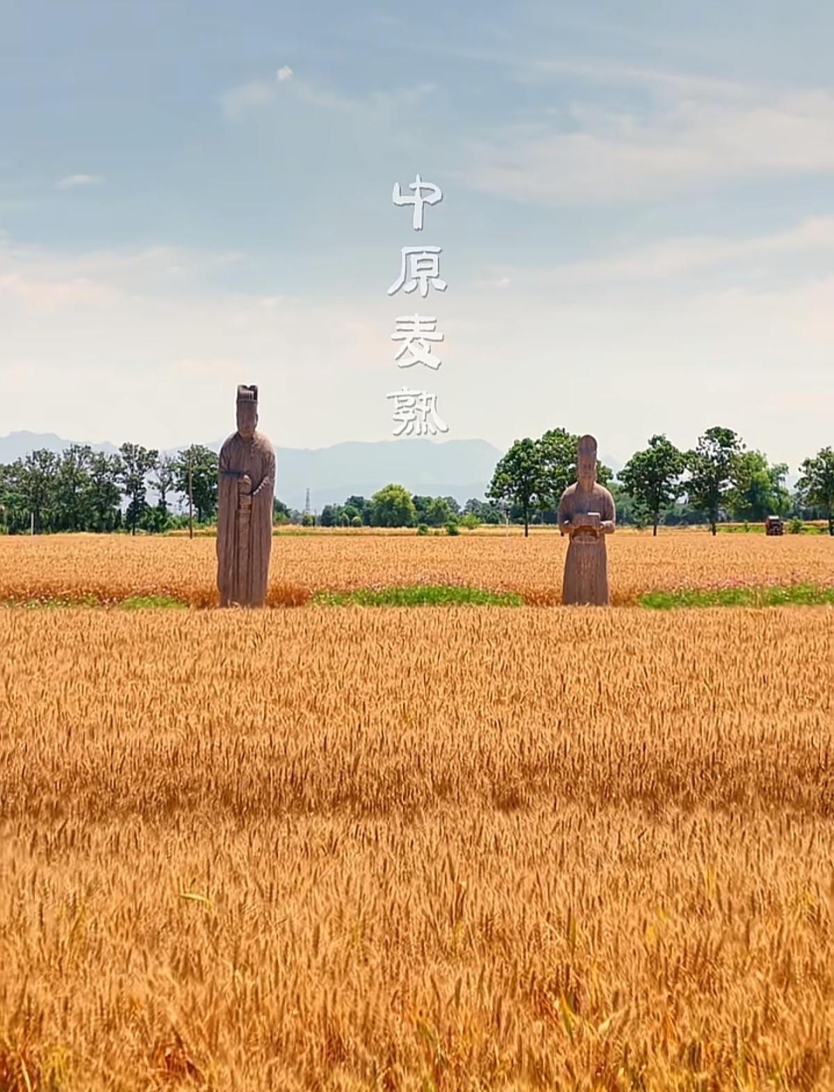 风吹麦浪，是大地谱给人间最朴素的丰收乐曲。