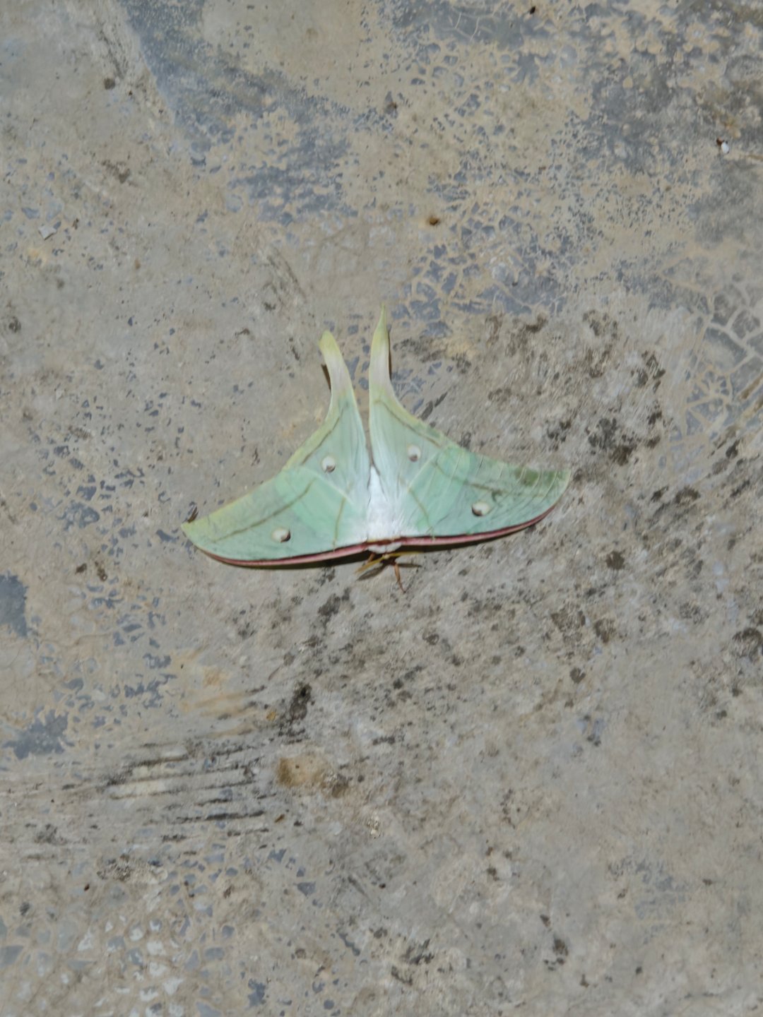 发现了一个异常好看的蝴蝶🦋 是大蛾还是蝴蝶来着？ ​​​