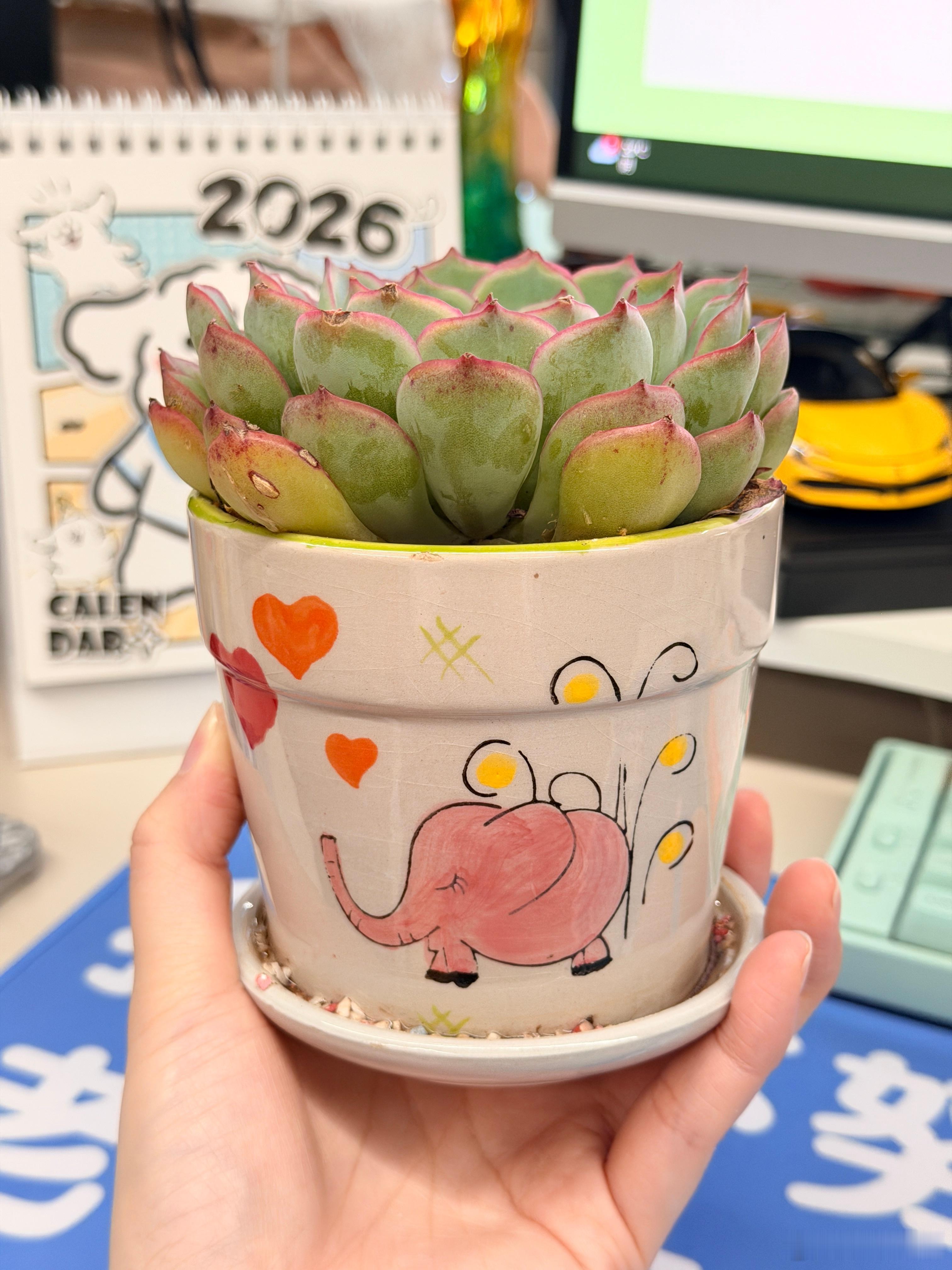 出差一周没回公司贴心的同事还给我的肉肉浇了水太感动了