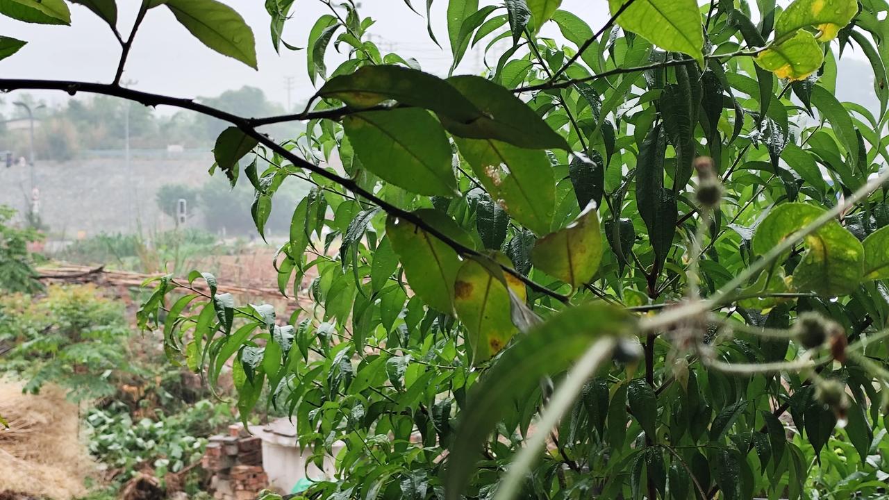 晒图笔记大赛下雨的时候真好，那雨声很是治愈人心！她让周围的一切变得清爽，树木更加