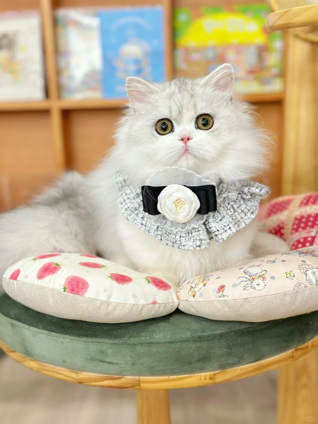 娃娃脸就是最可爱的 银白米努特矮脚猫