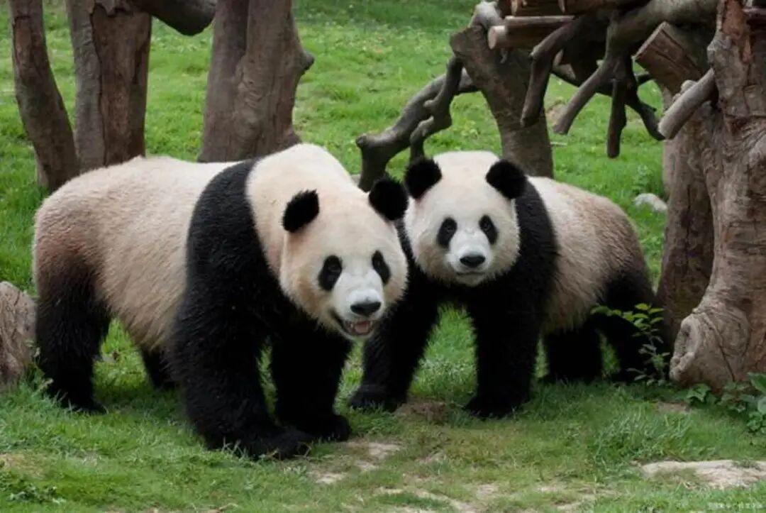 美东时间27日晨，中国大熊猫“平平”“福双”搭乘包机抵达美国亚特兰大国际机场。随