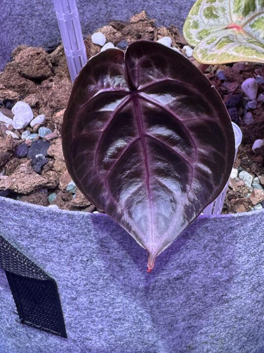 这叫涅槃重生吧