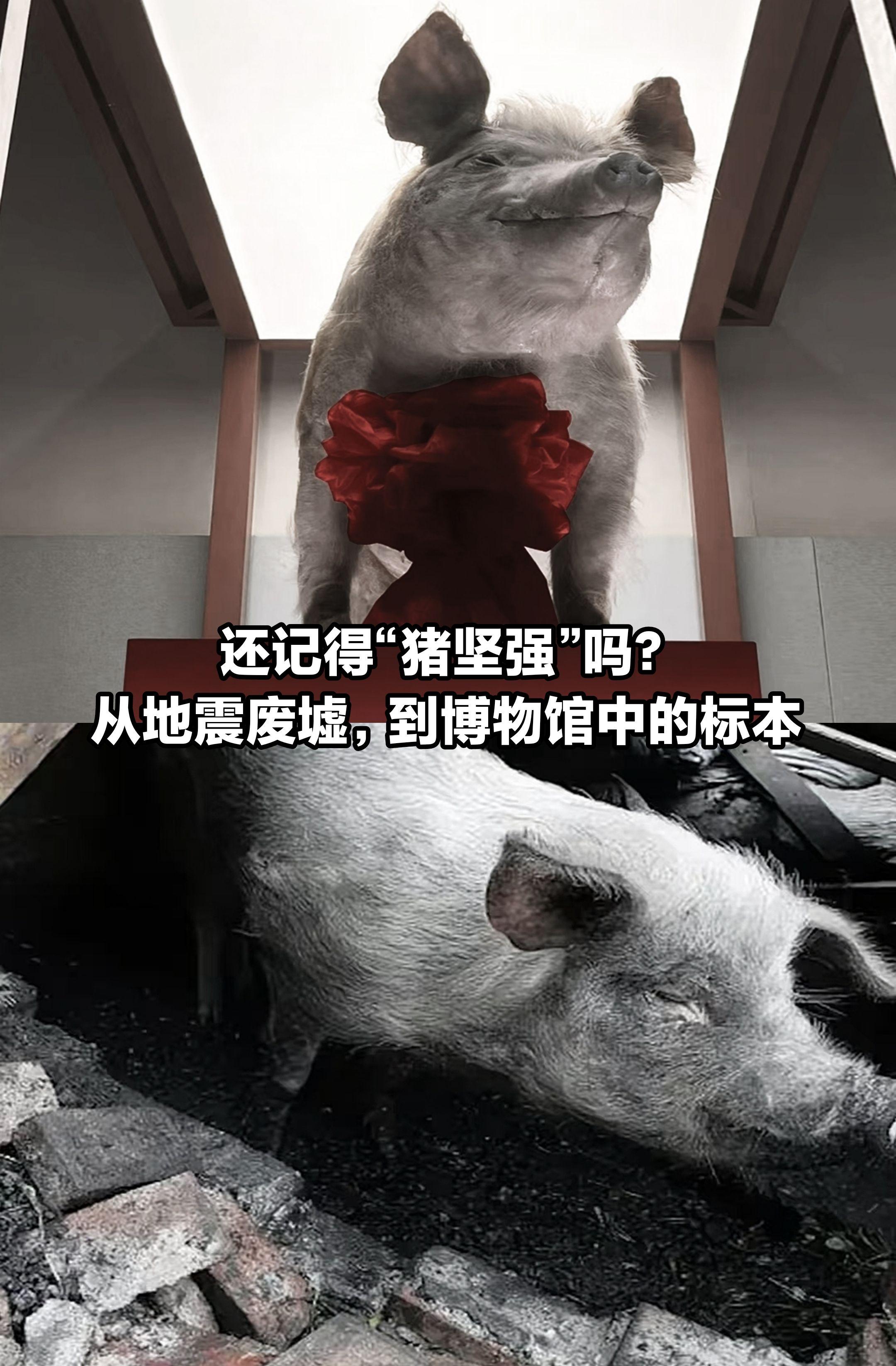 还记得“猪坚强”吗，从地震到博物馆的标本。
