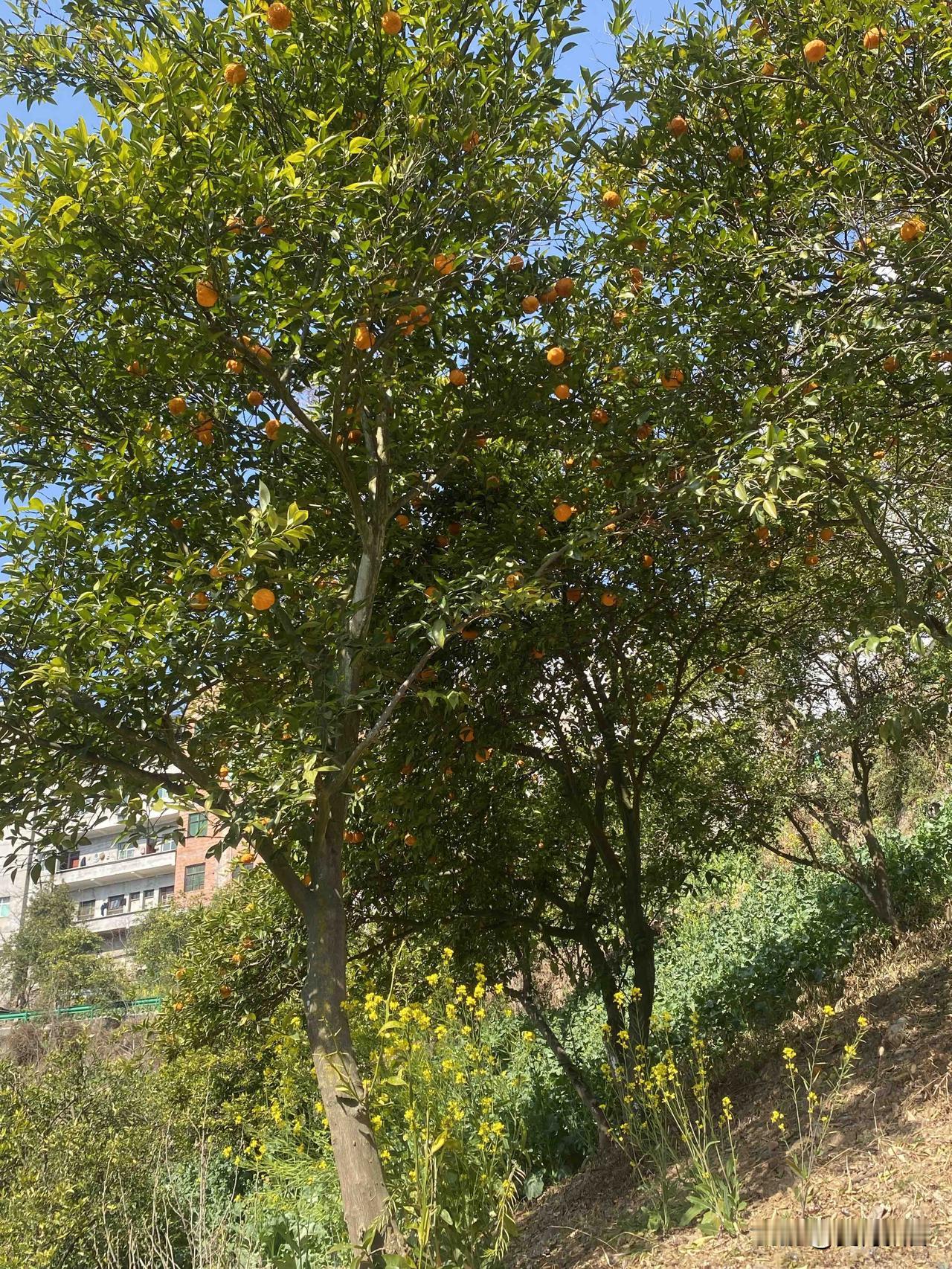 绿野芳菲处，花开满地春。