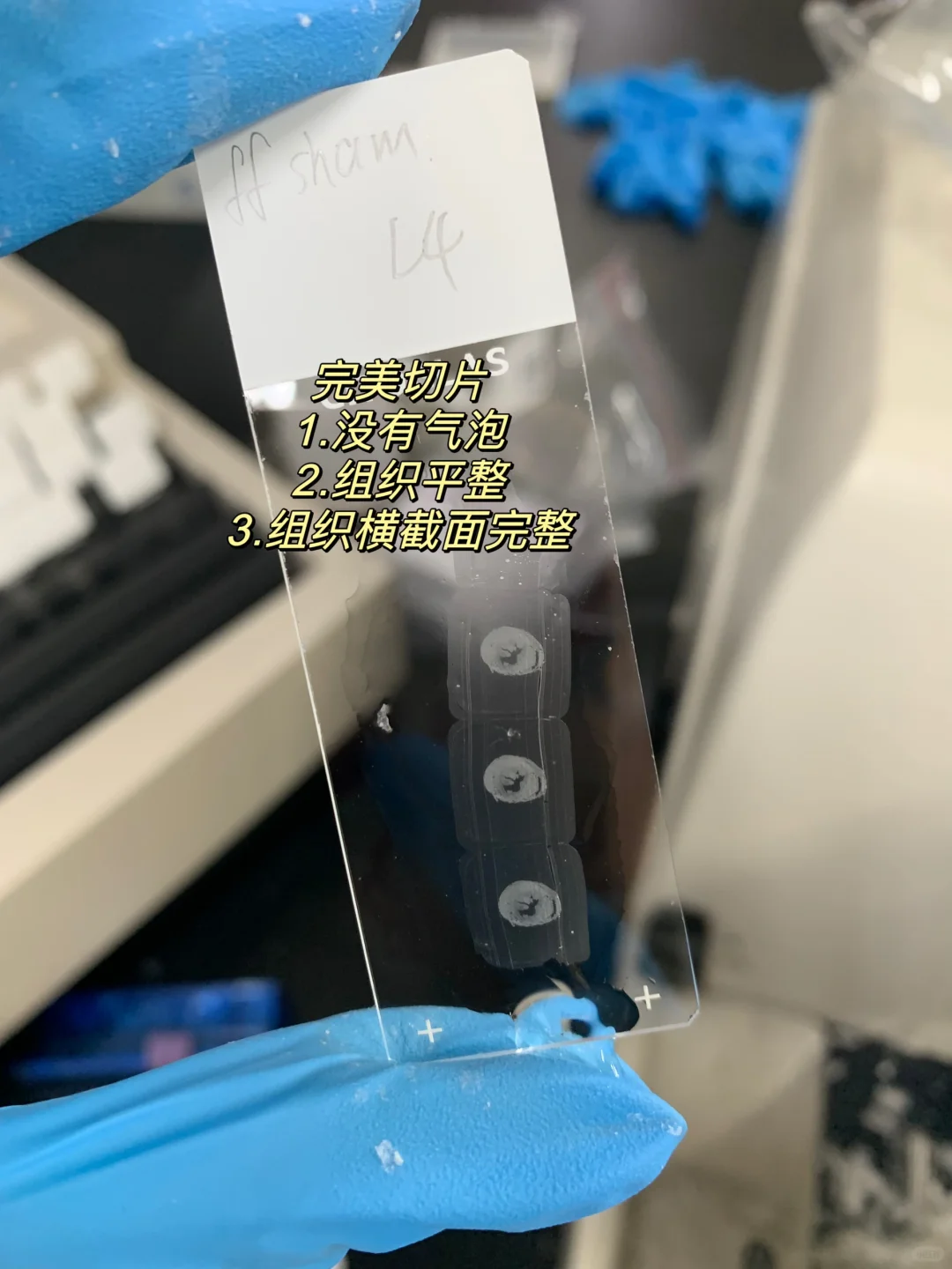 石蜡切片的几种形态