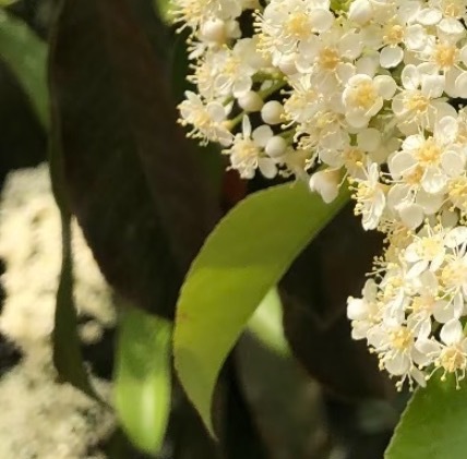石楠花的种植方法一、选择土壤石楠花喜欢肥沃、排水良好的土壤，pH值在4.5~6.