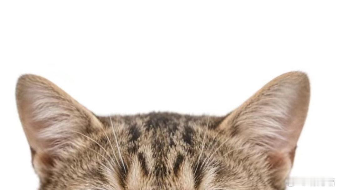 全网最全猫猫耳模板₍˄·͈༝·͈˄*₎◞。 