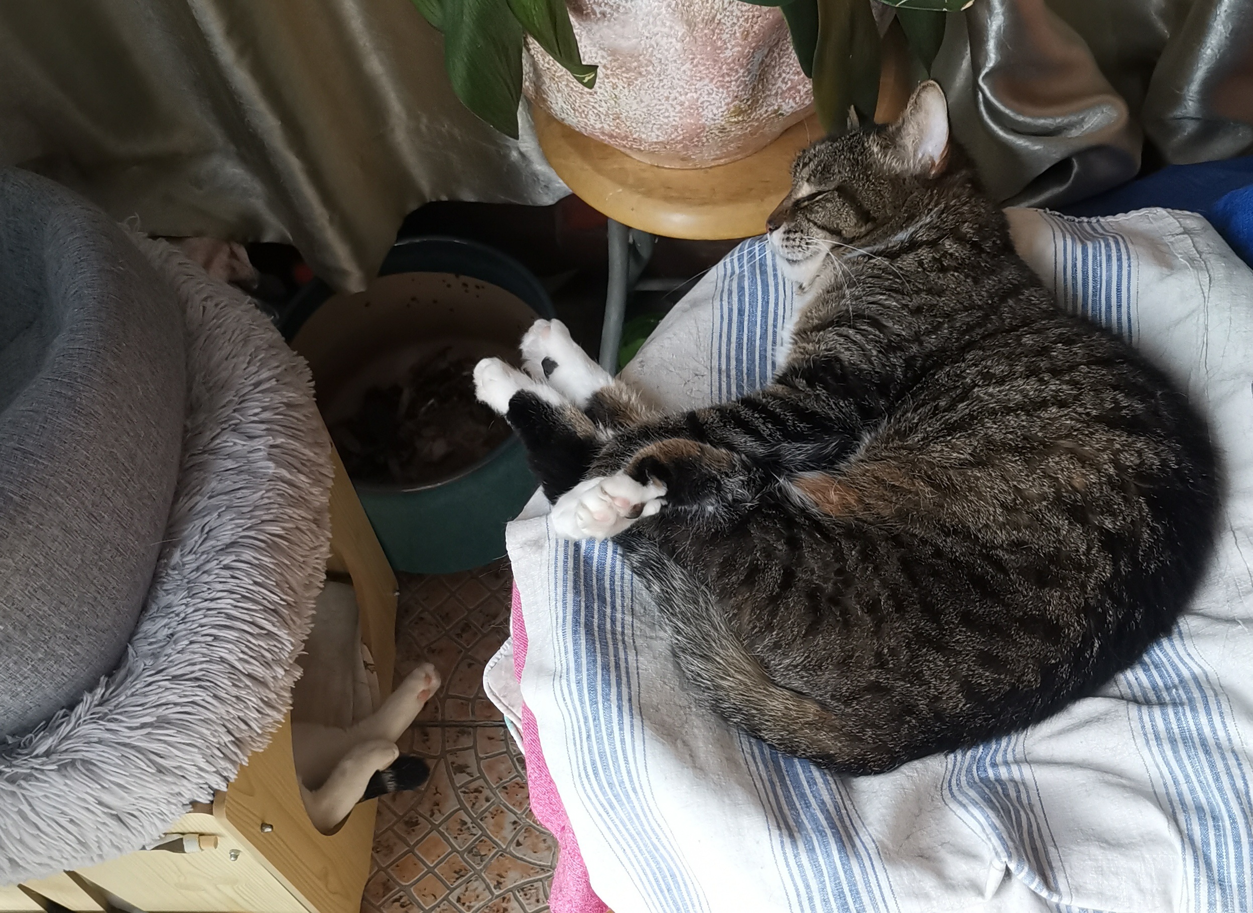 猫宁。今日多帅强弟同时出镜，查查强弟在那里？一日二猫，洋猫小全白，中猫小狸白。