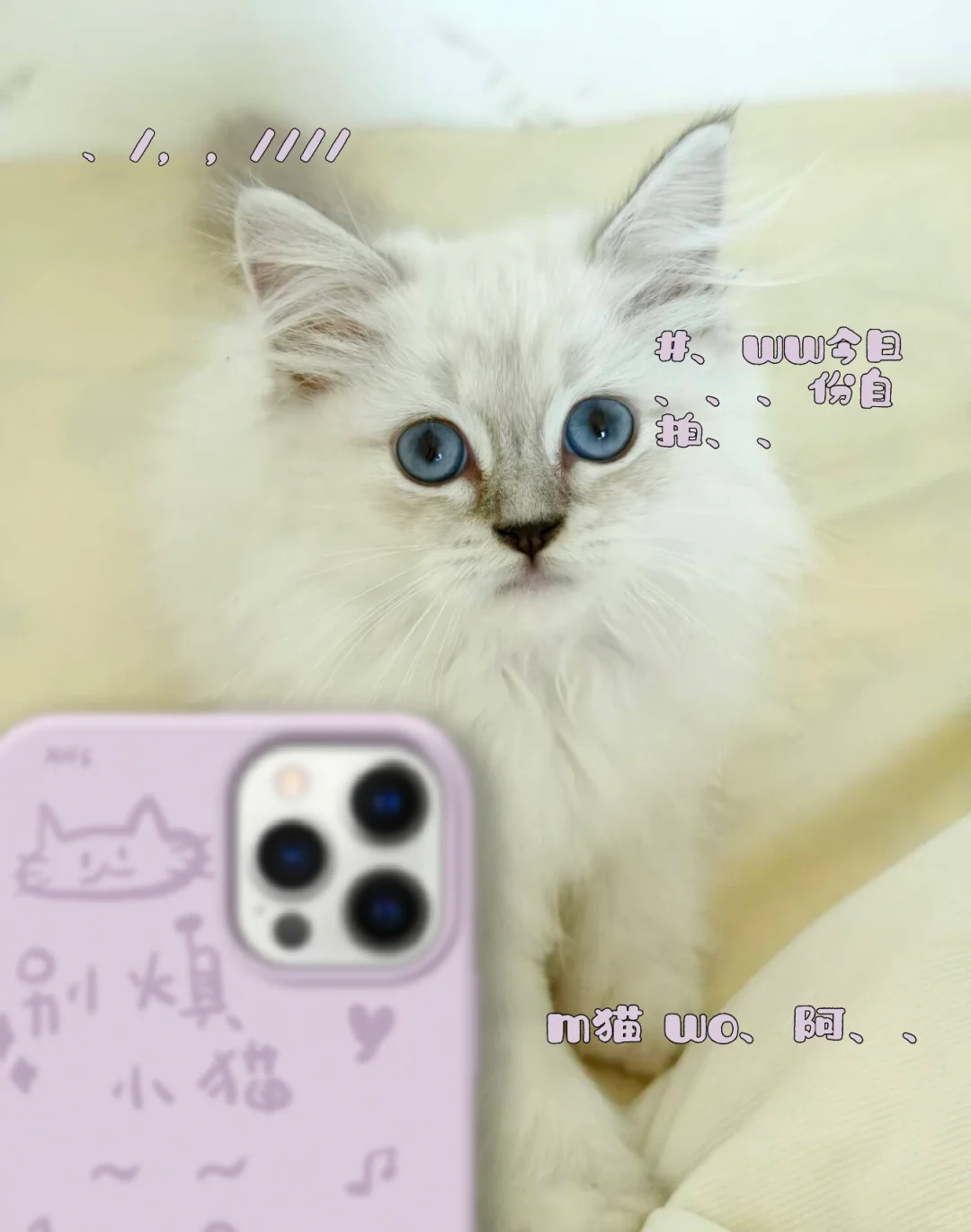 小猫咪真可爱