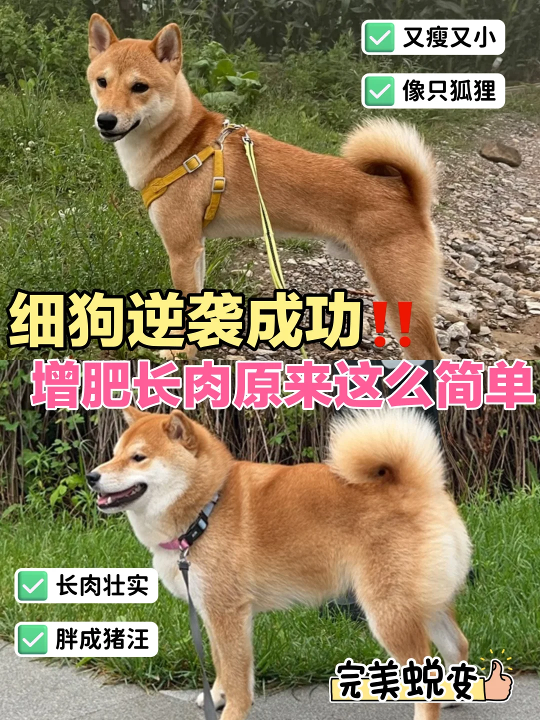 养狗经验老手！1️⃣招让细狗成功‼️