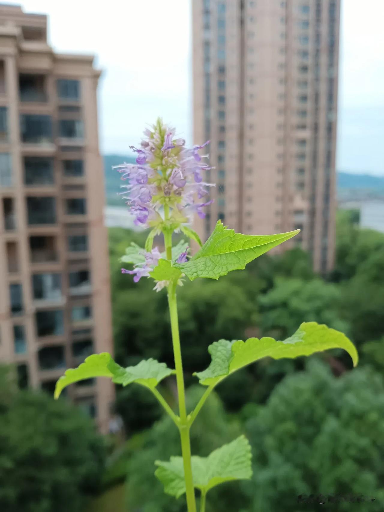 #晒出你手机里的花花草草#
一种常见的草本植物，
叶对生，
花小淡紫色，
可食用
