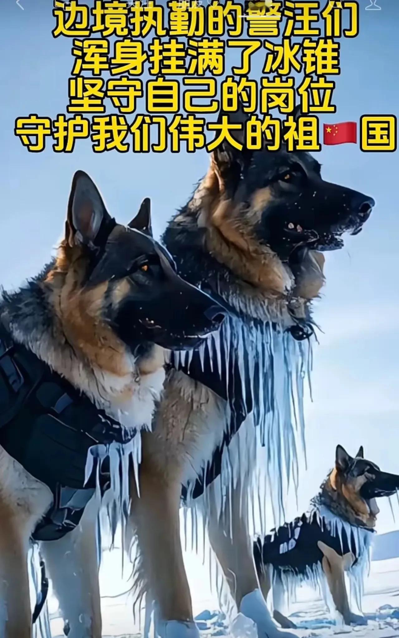 守卫边疆的警犬勇士们，那些令人钦佩的茸毛守护者！

目睹它们的身影，心中不禁涌起
