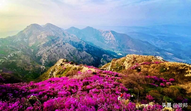 大连大黑山的杜鹃花海是北方著名的春季盛景，被誉为“辽南第一山”的大黑山拥有北方海