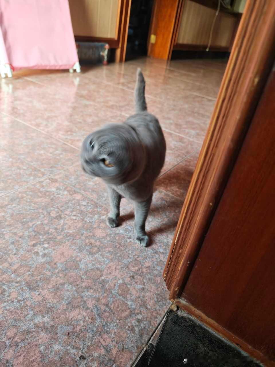 49457【丑猫】朋友拍的旋风猫猫头 