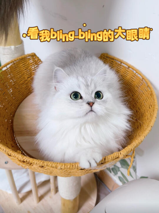 我家咪咪眼睛炯炯有神
