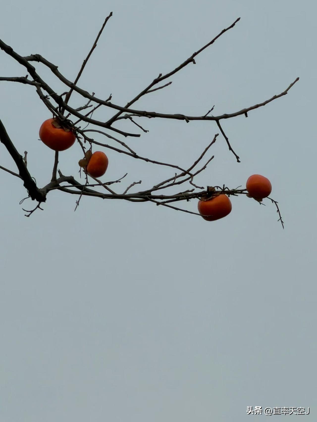 分享一张你随手拍下的街景杮杮如意，心想事成，国泰民安