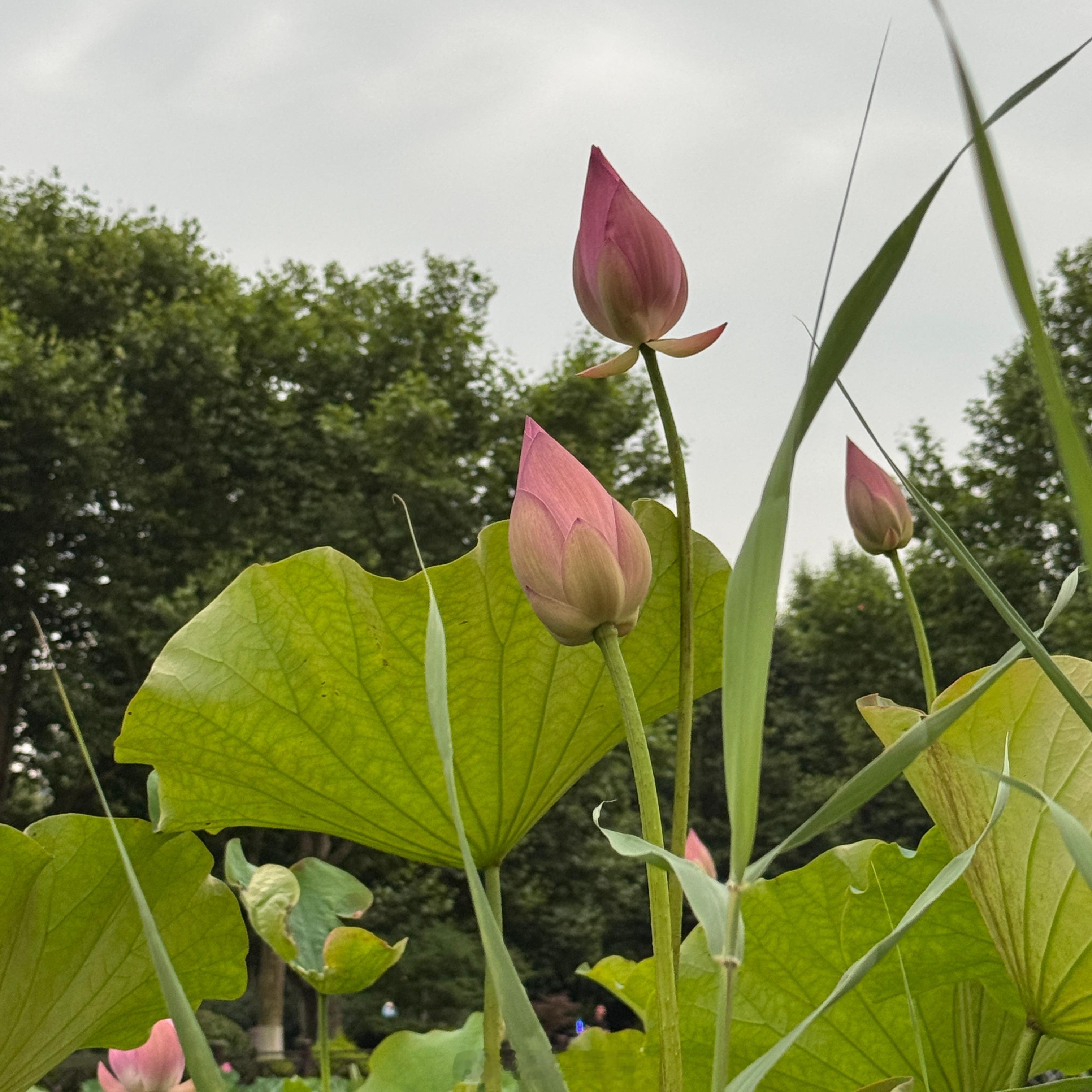 六月主角，浪漫的紫。云跑步 5公里六月🏃♀️进度27/50 