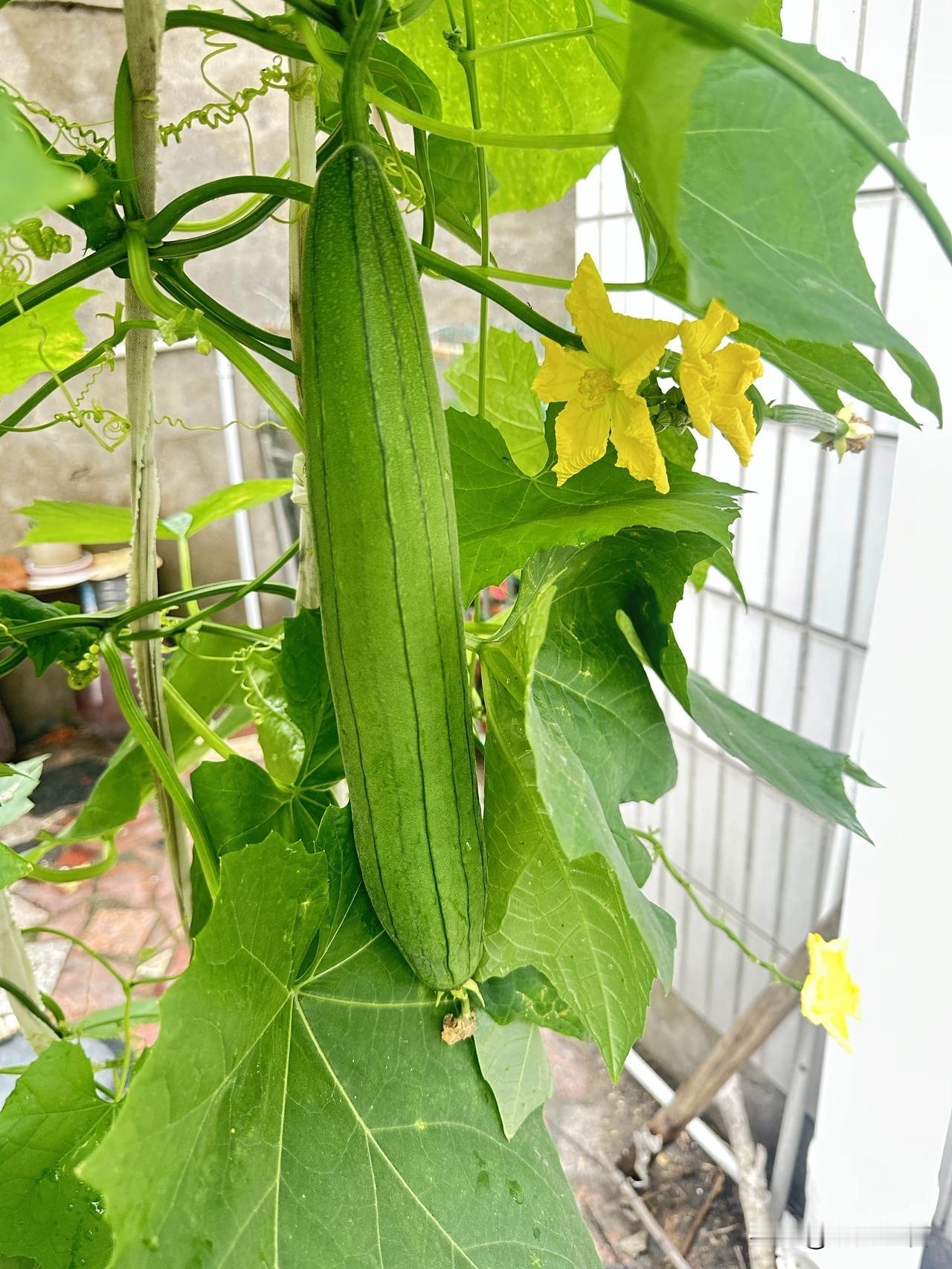 自家院里栽的丝瓜，黄花配青瓜，日子简单又舒心