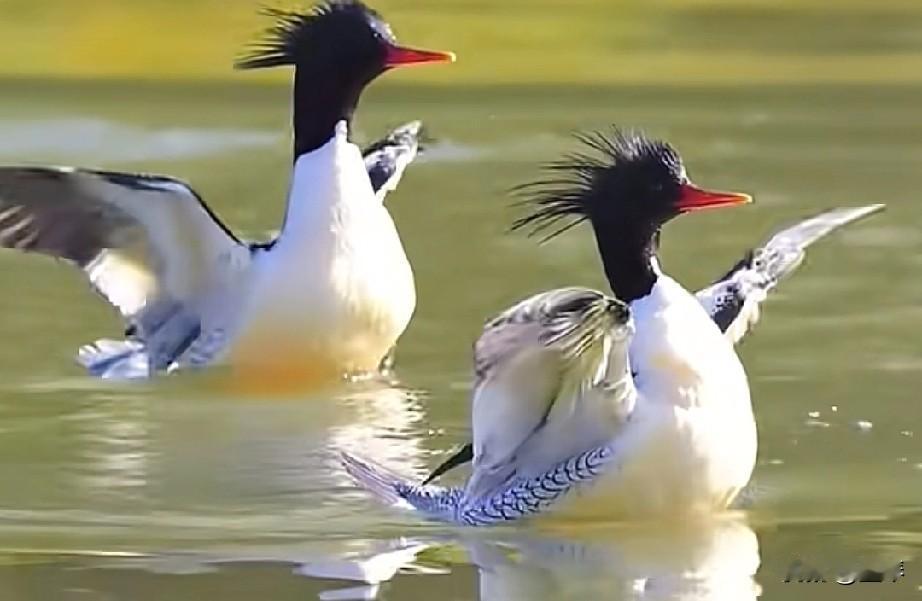 哇，宜宾金沙江流域发现野生中华沙秋鸭，这也太美了吧？


宜宾太牛了，金沙江飞来