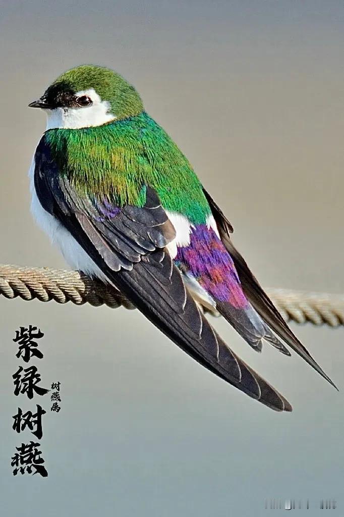 利欧股份，继续调整！

利欧股份近日陷入了调整格局，上方短期压力是六十日均线，如