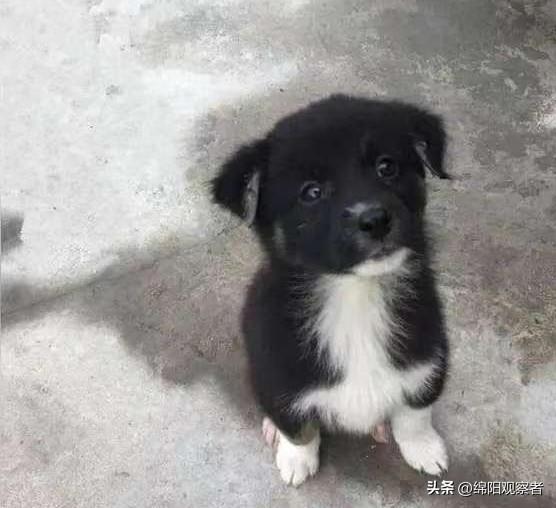 偶遇可爱的小狗同路，本想收留，无奈选择放手。

今天在路上碰到只黑白色宠物狗，我