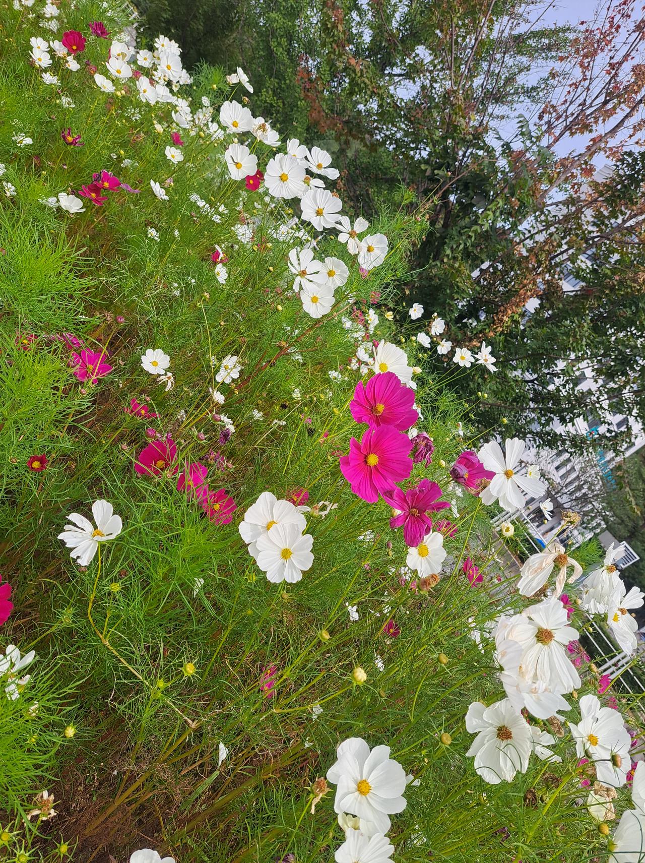 记录我的2026  花海漫步  粉白相间的花朵，宛如梦幻仙境，快来一起沉醉其中吧