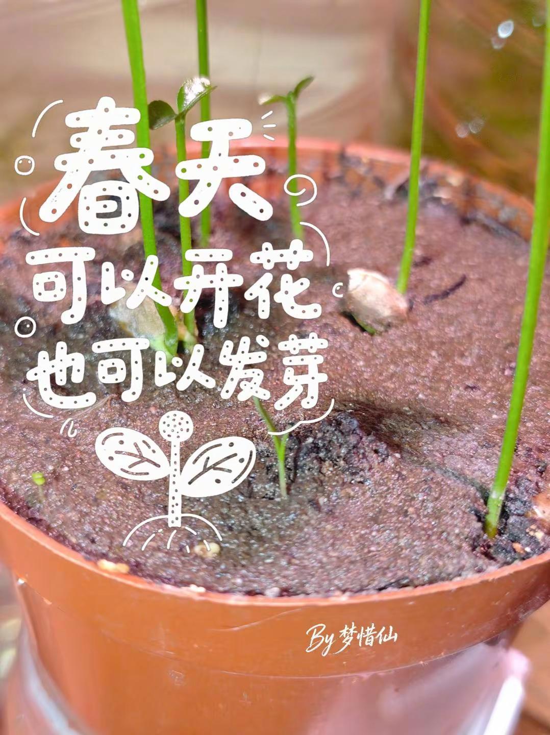 最近拿着相机去拍各种花，突然想到为什么春天只能想到花？春天的生机勃勃，不只是花，