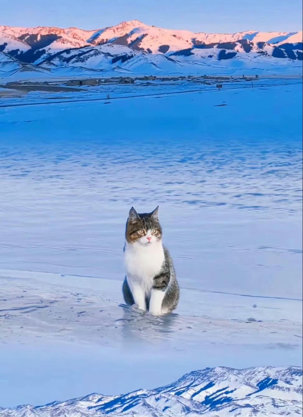 都不到一岁就这样不明不白离开了。有毛孩子真看不了这个……