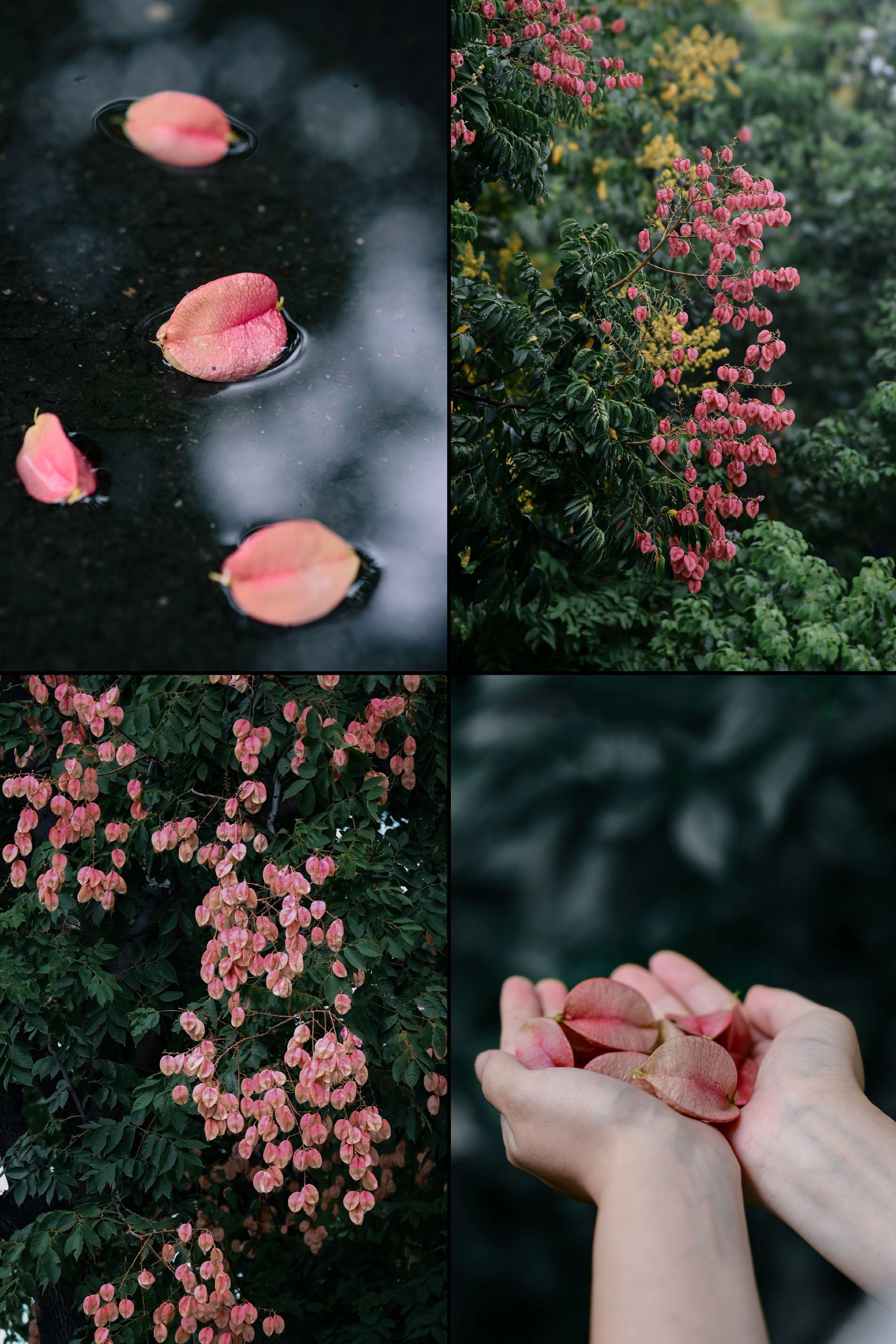 “又是一年秋风凉 栾树花开”